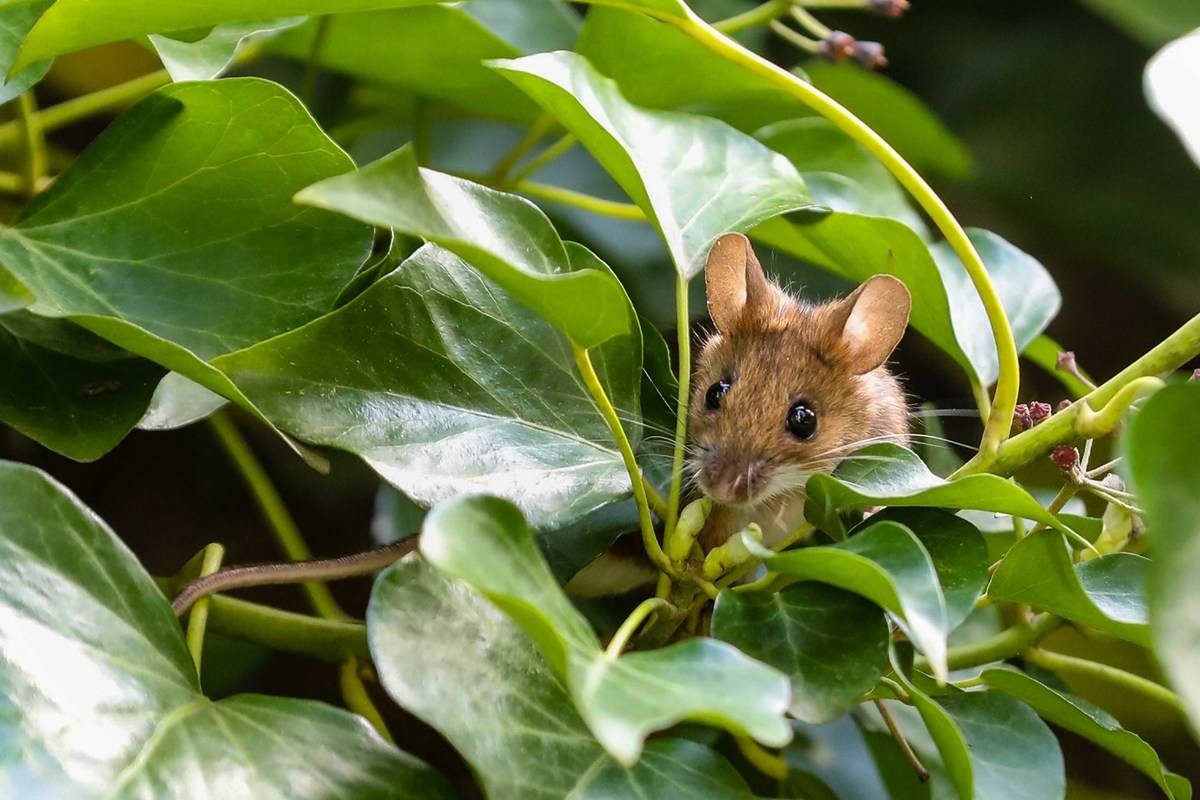 Wood mouse in nature in search of food