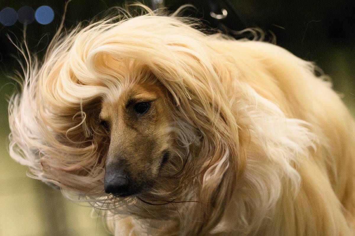 Afghan Hound