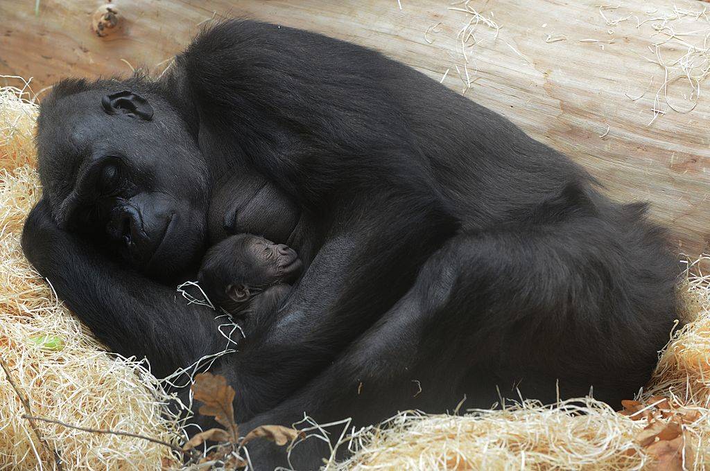 Picture of apes 