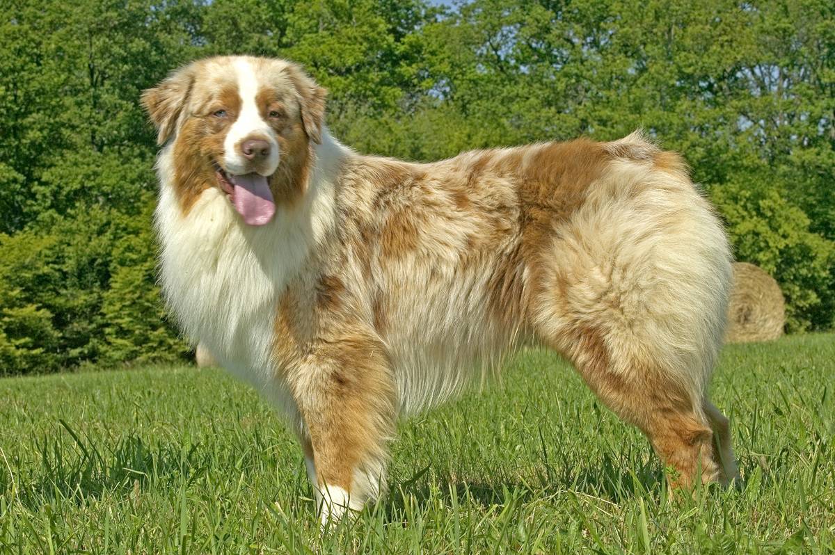 Australian Shepherd