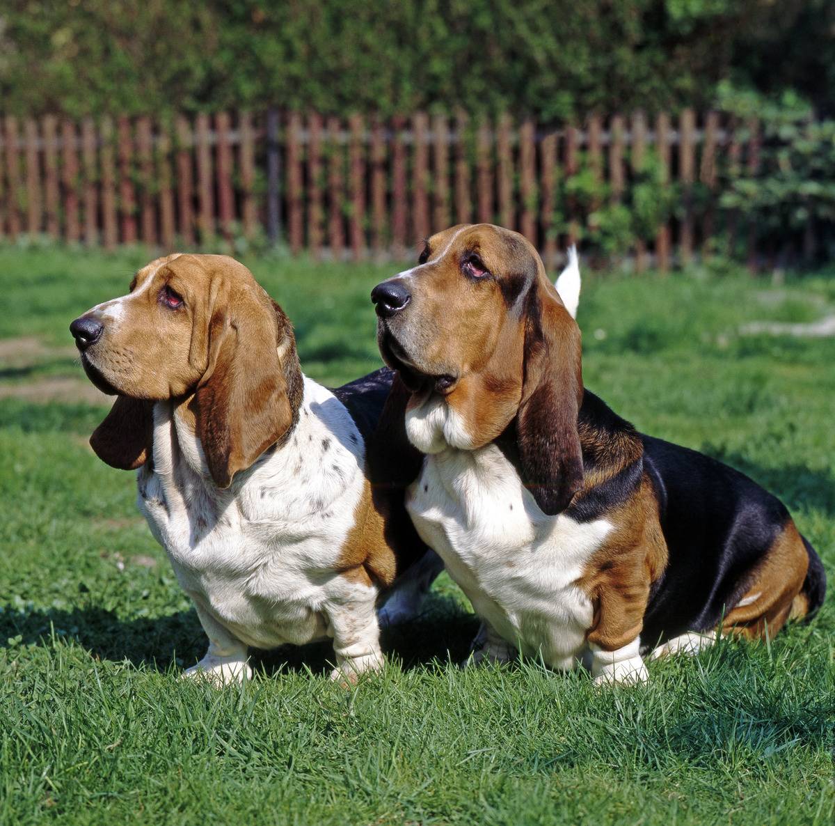Basset Hound