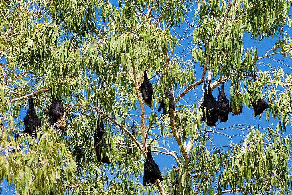Picture of Bats