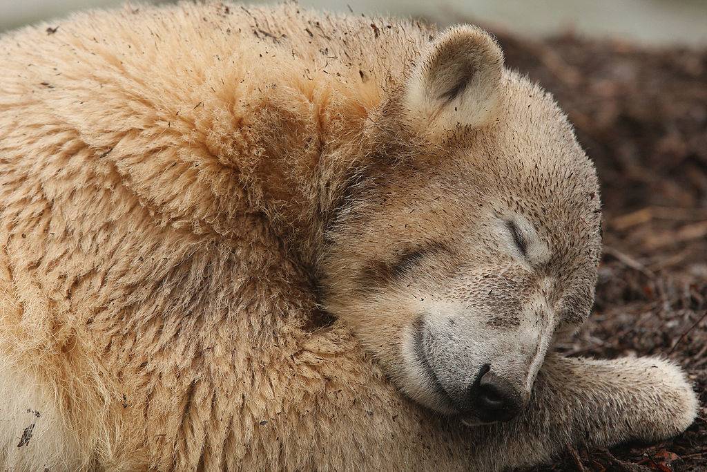 Picture of a bear 