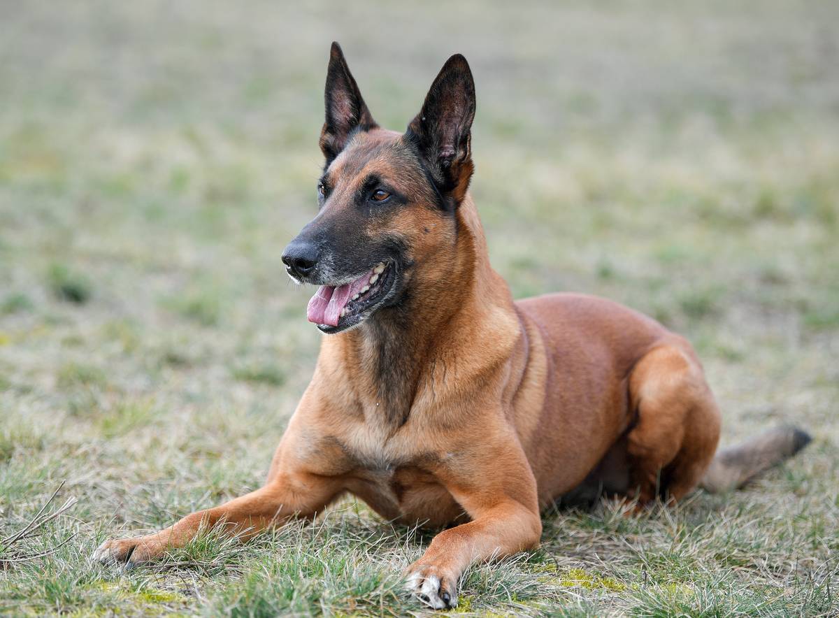 Belgian Malinois