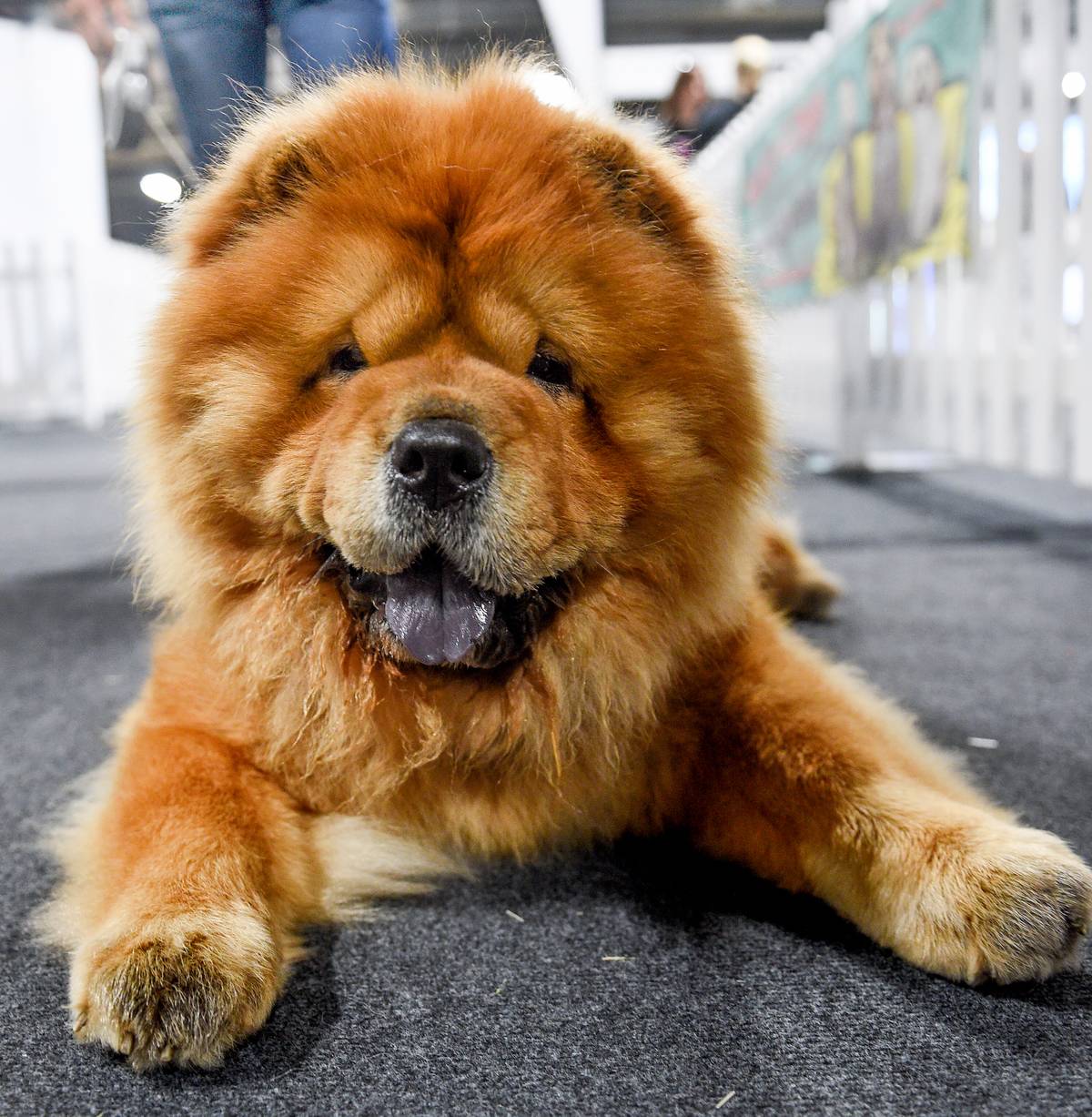 Chow Chow