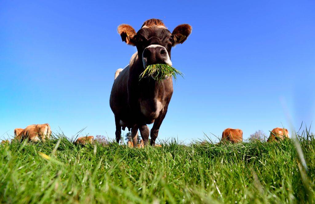 Picture of a cow 