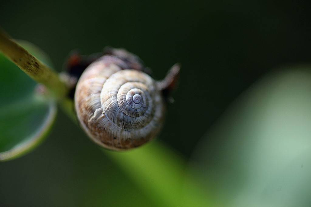 Picture of desert snails 