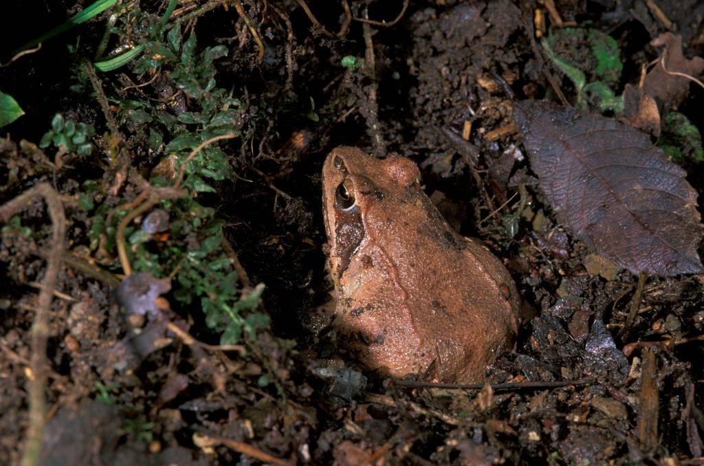 Picture of a frog 