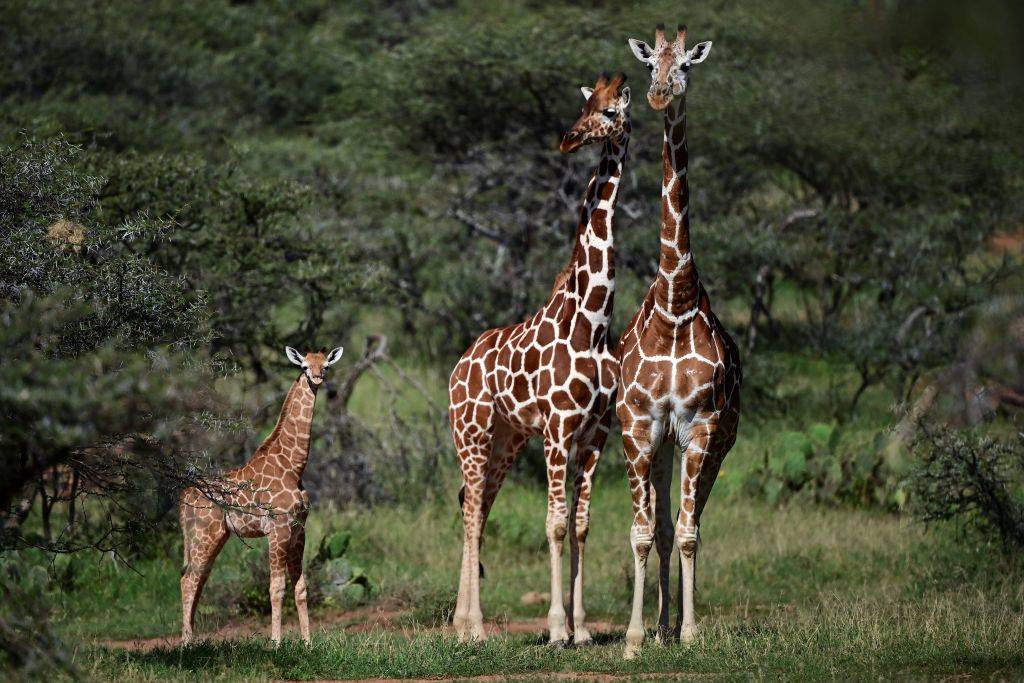 Picture of a giraffe 