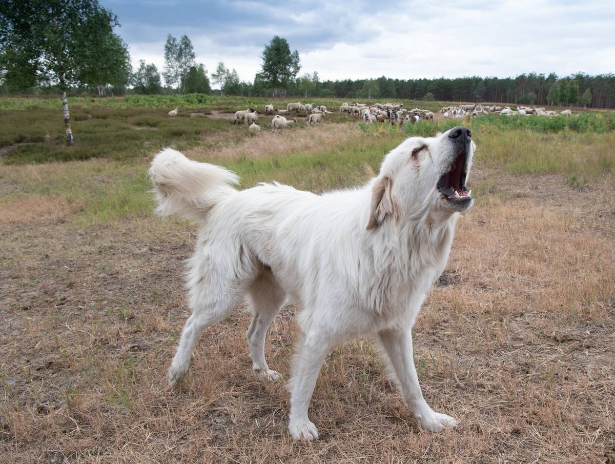 Great Pyrenees