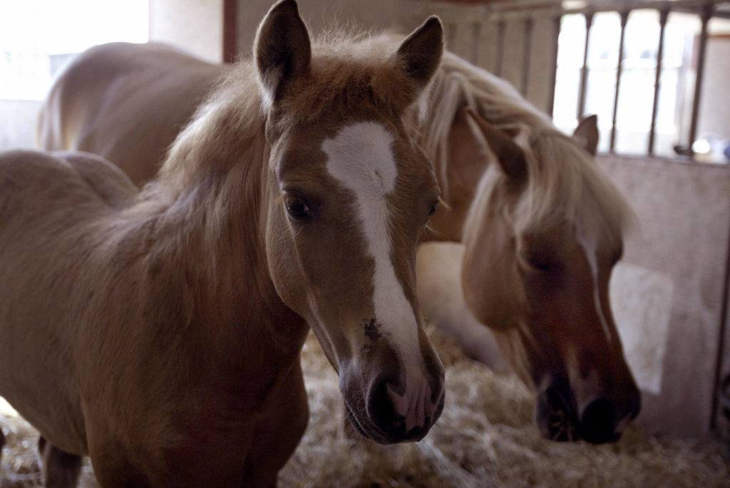 Picture of a horse 