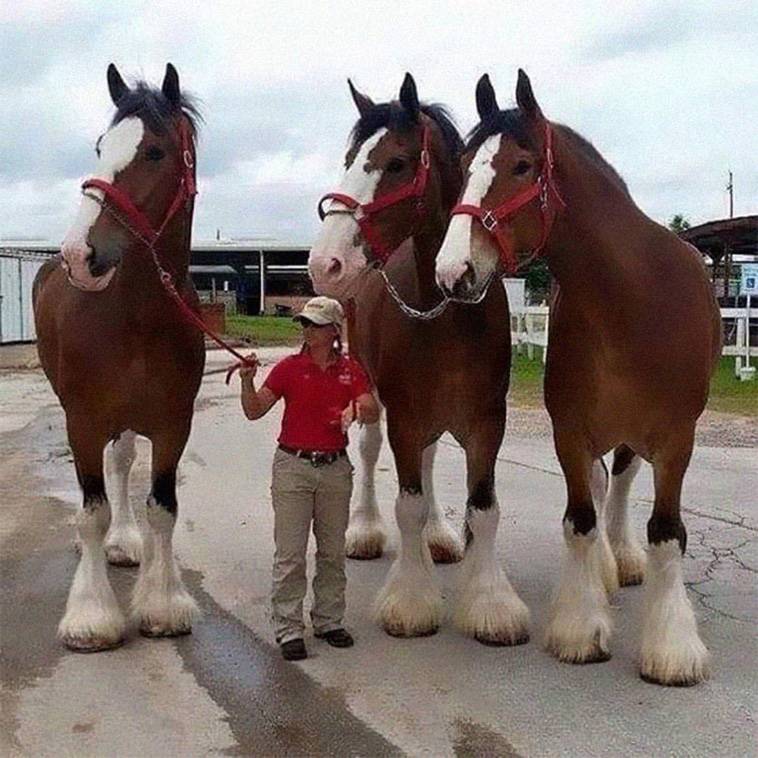 Three large Clydesdale horses next to a woman