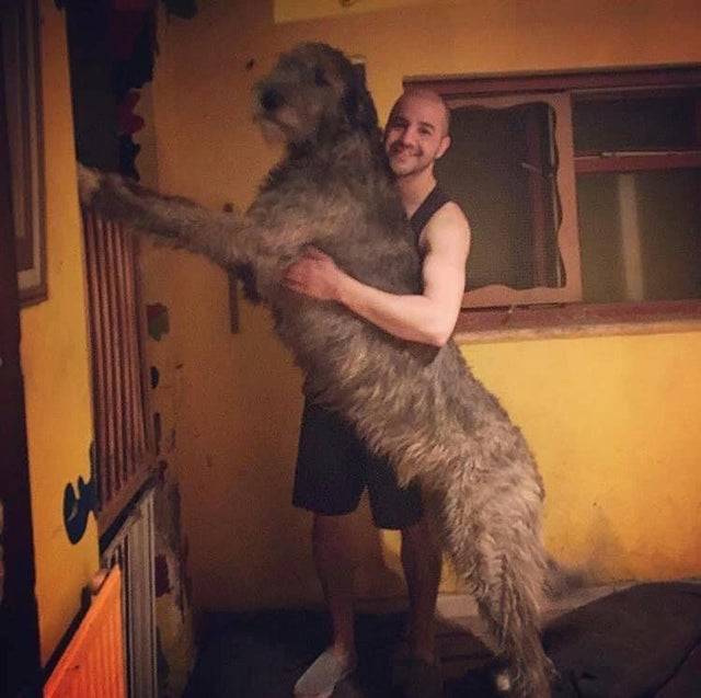 man posing with his irish wolfhound who is taller than him when stretched out