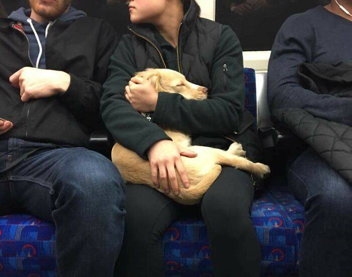 Just A Dog Lion Around The Subway
