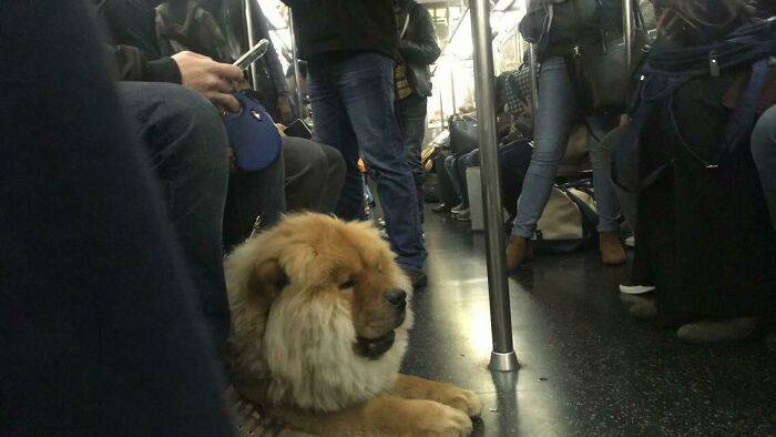 Just A Dog Lion Around The Subway