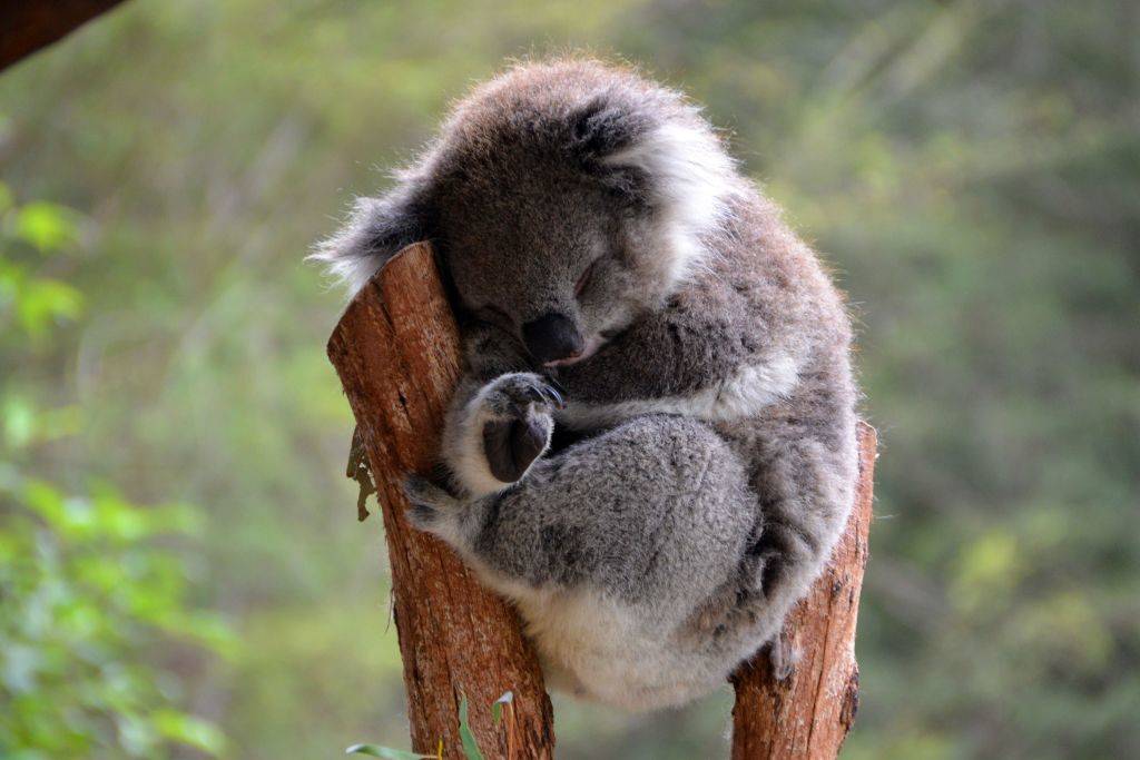 Picture of a Koala