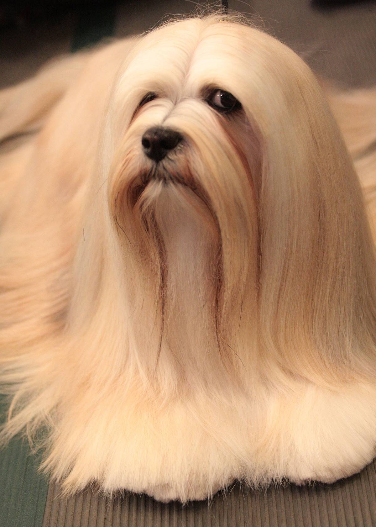 Lhasa Apso