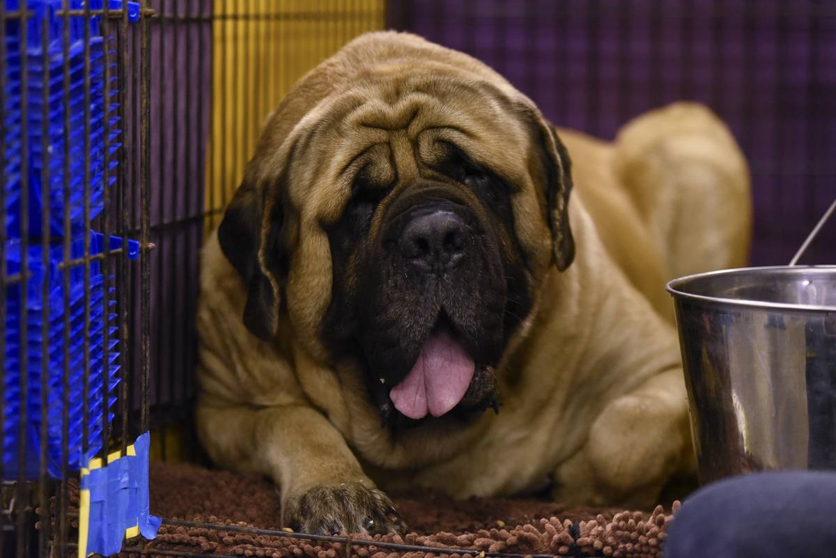 Mastiffs Are Very Emotional