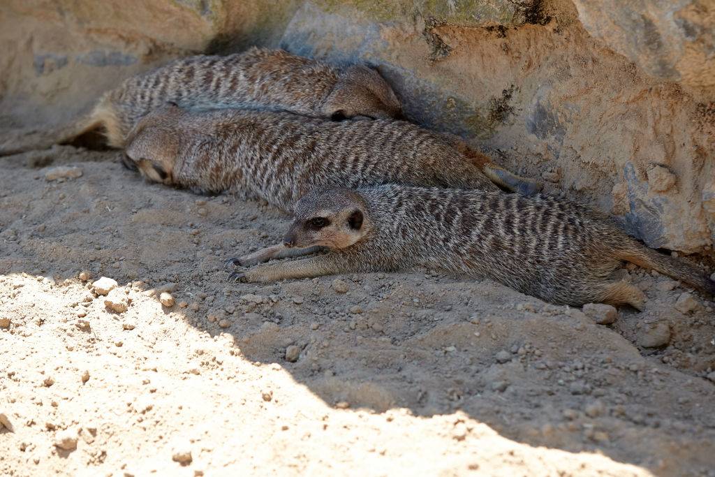 Picture of Meerkats 