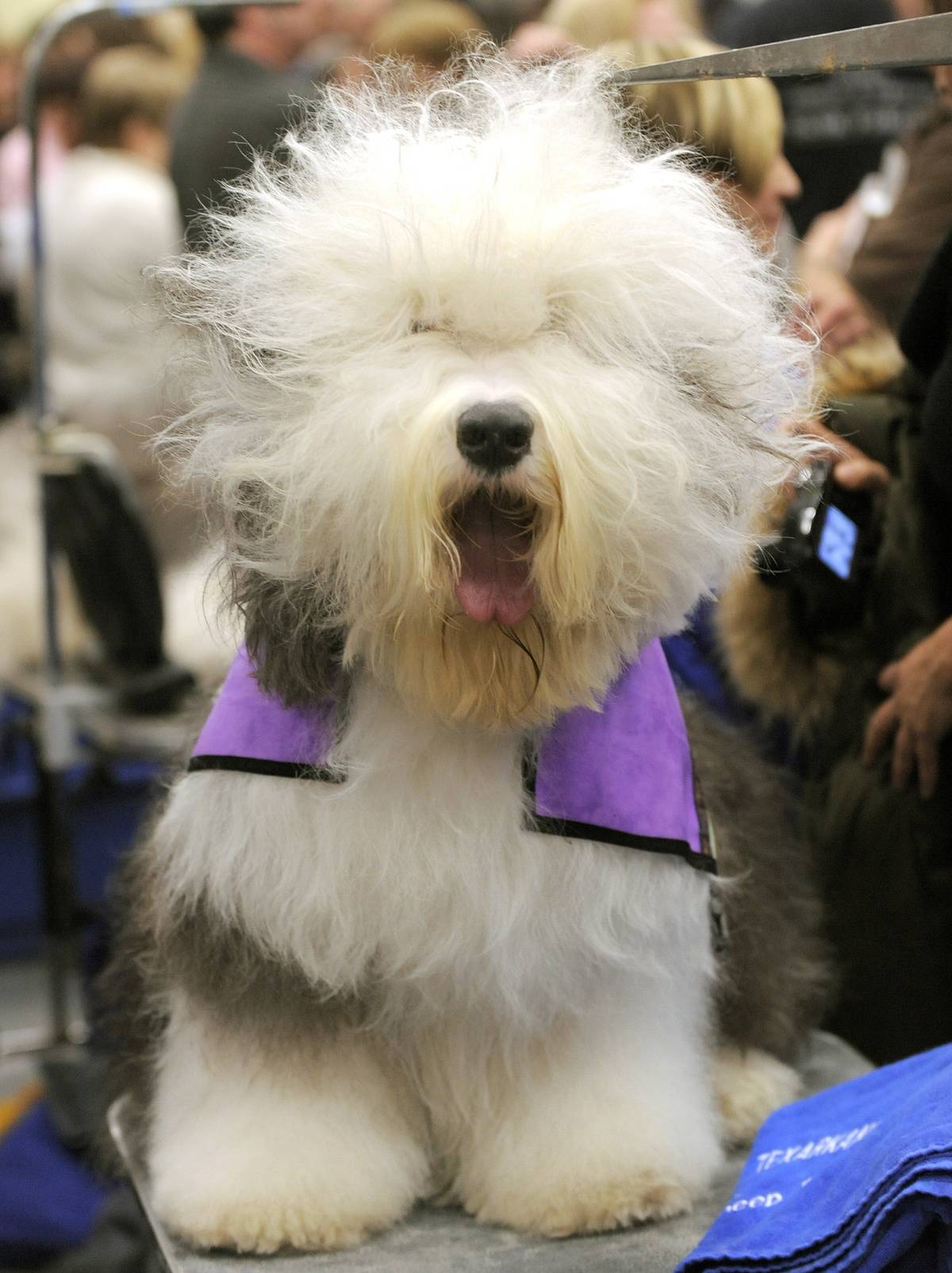 Old English Sheepdog