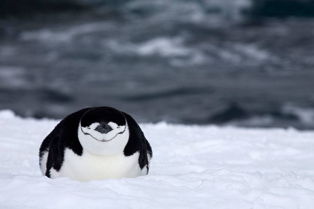 Picture of a penguin 