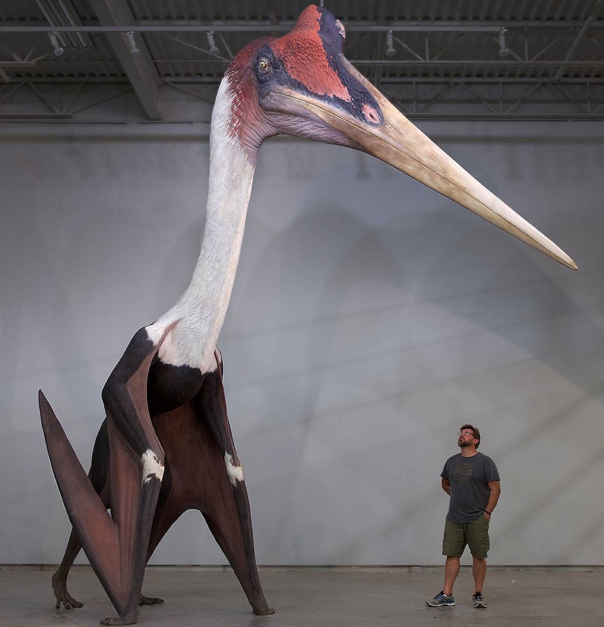 man standing next to model of a Quetzalcoatlus