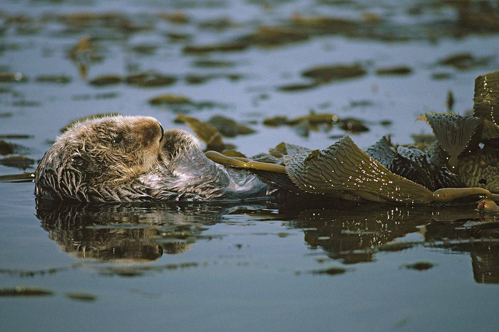 Picture of a sea otter 