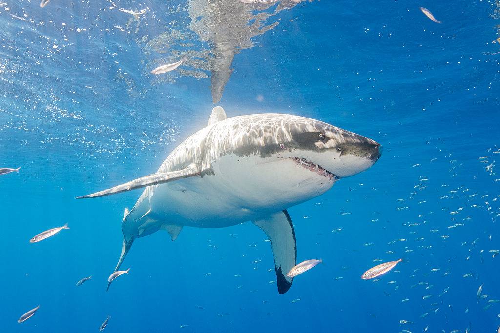 Picture of a shark