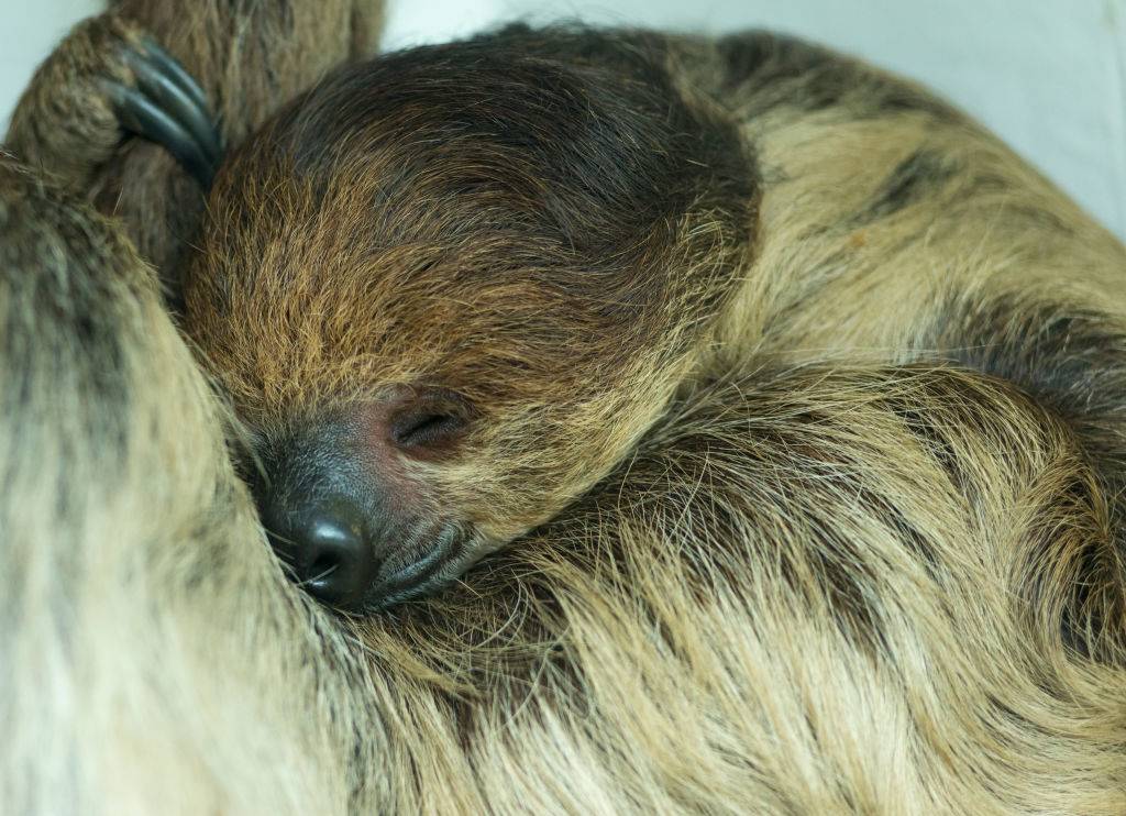 Picture of a sloth 