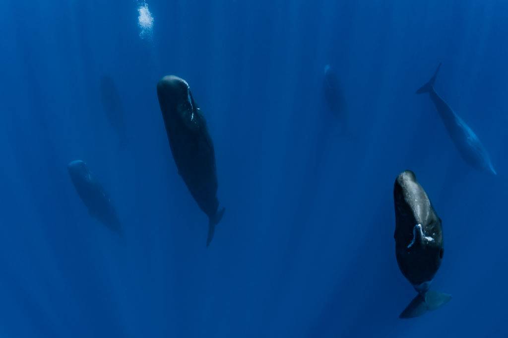 Picture of sperm whales
