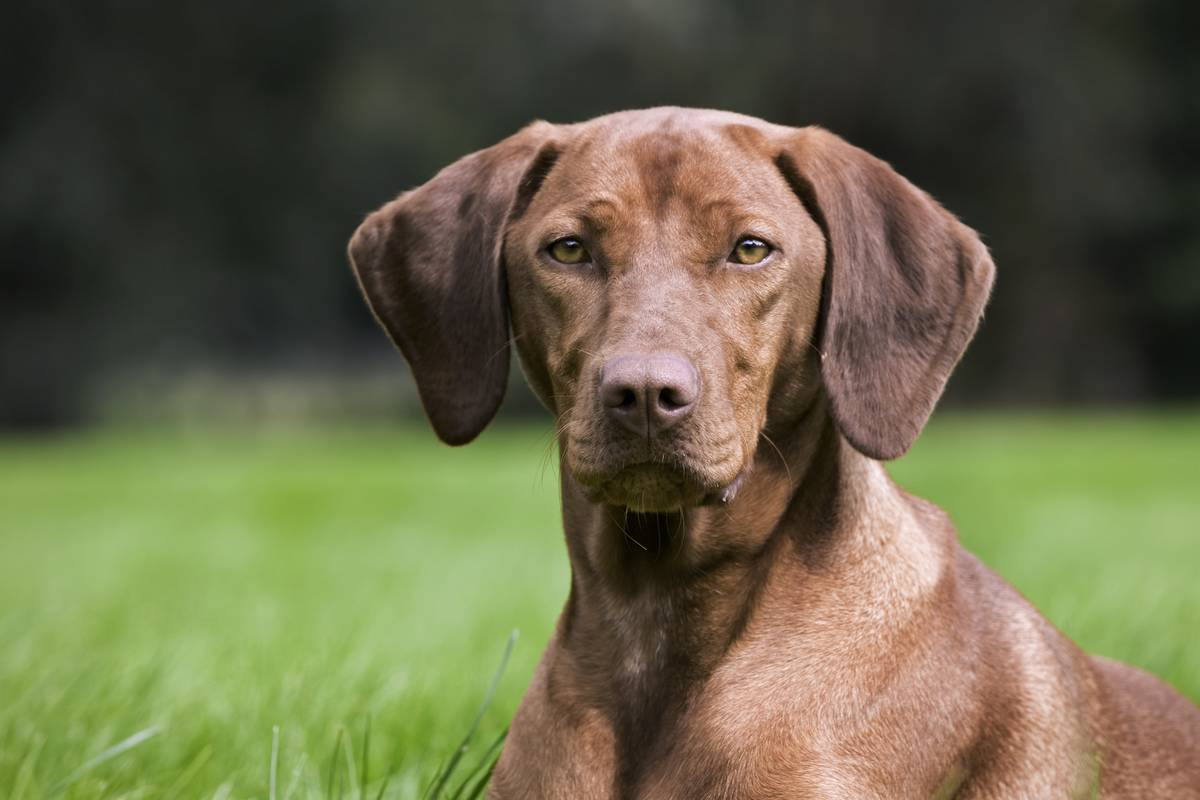 Vizsla