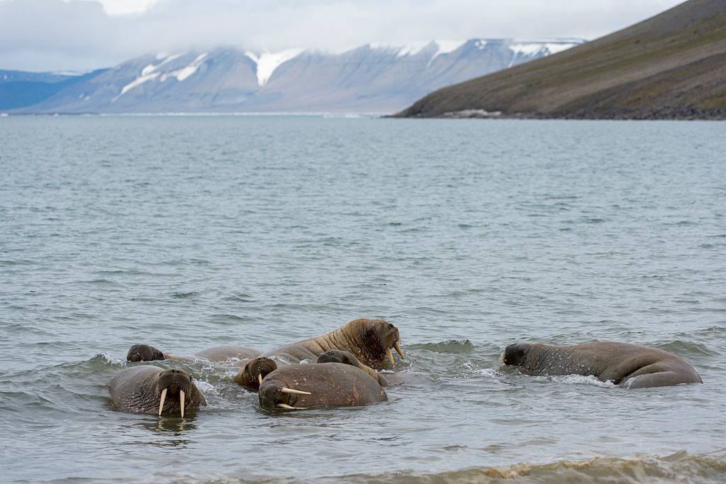 Picture of walruses 