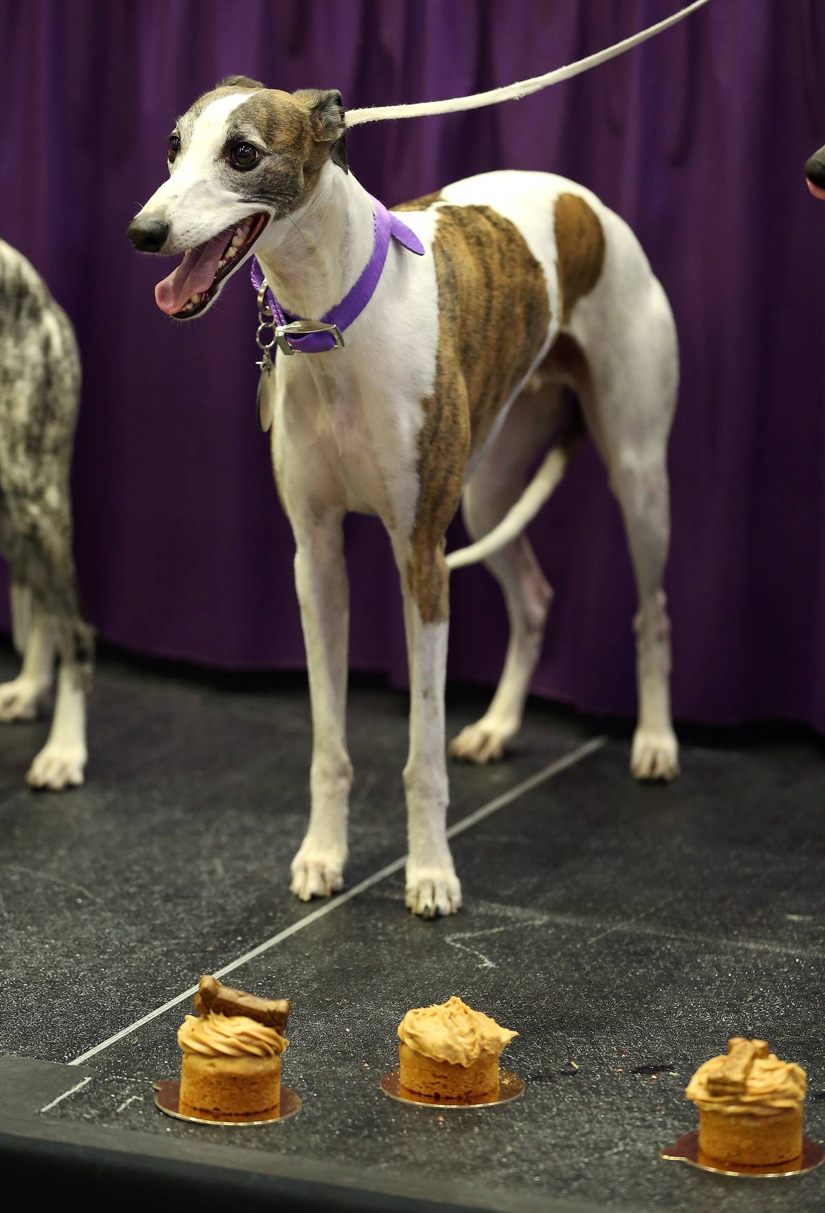 Whippet