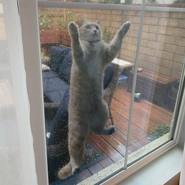 cat climbing screen from outside