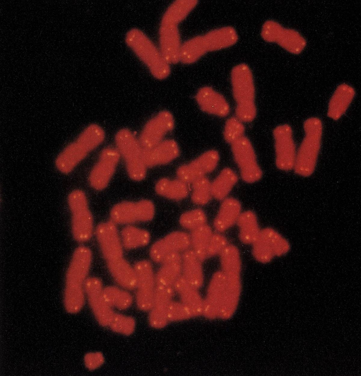A close-up photo shows human telomeres on the ends of chromosomes.