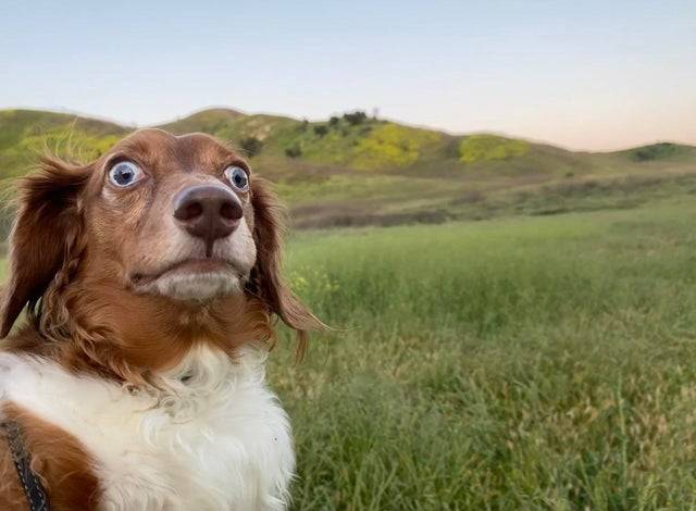 dog with wild eyes in field