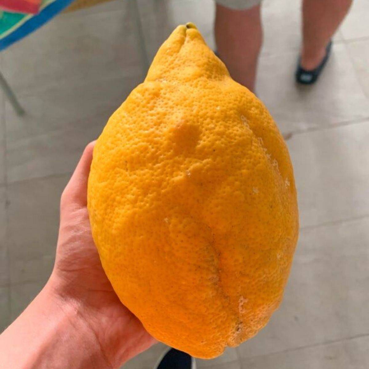 a lemon bigger than a hand