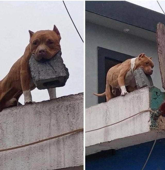 dog holding brick