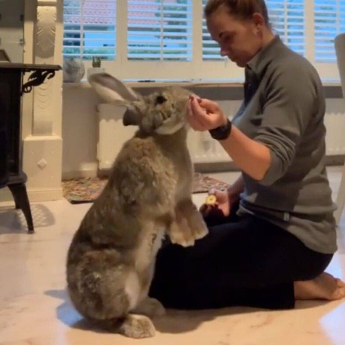 a bunny almost as big as a person sitting down