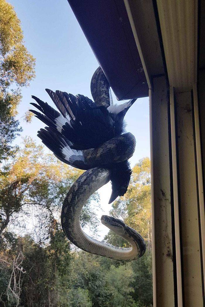 snake and bird battling outside window