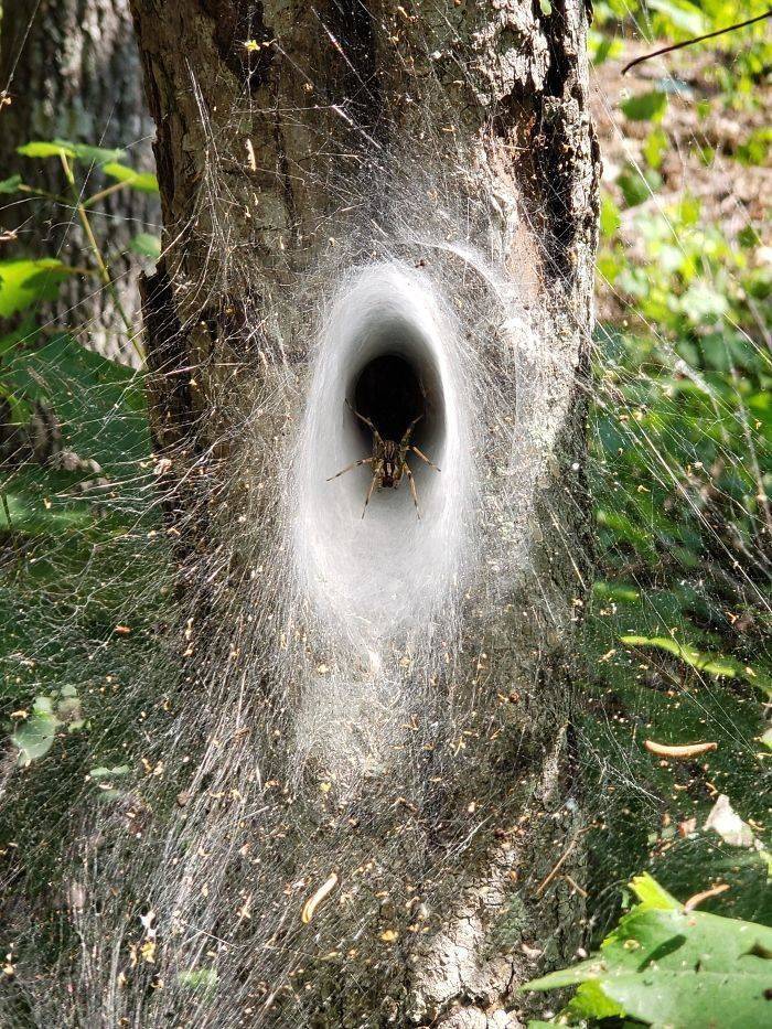 thick spider web that forms a tunnel