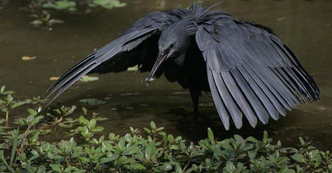 black heron looming over water