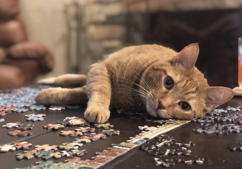 Picture of a cat