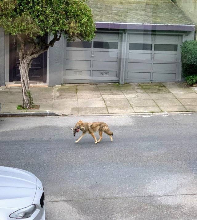 Coyote walks down residential street with prey hanging out of its mouth