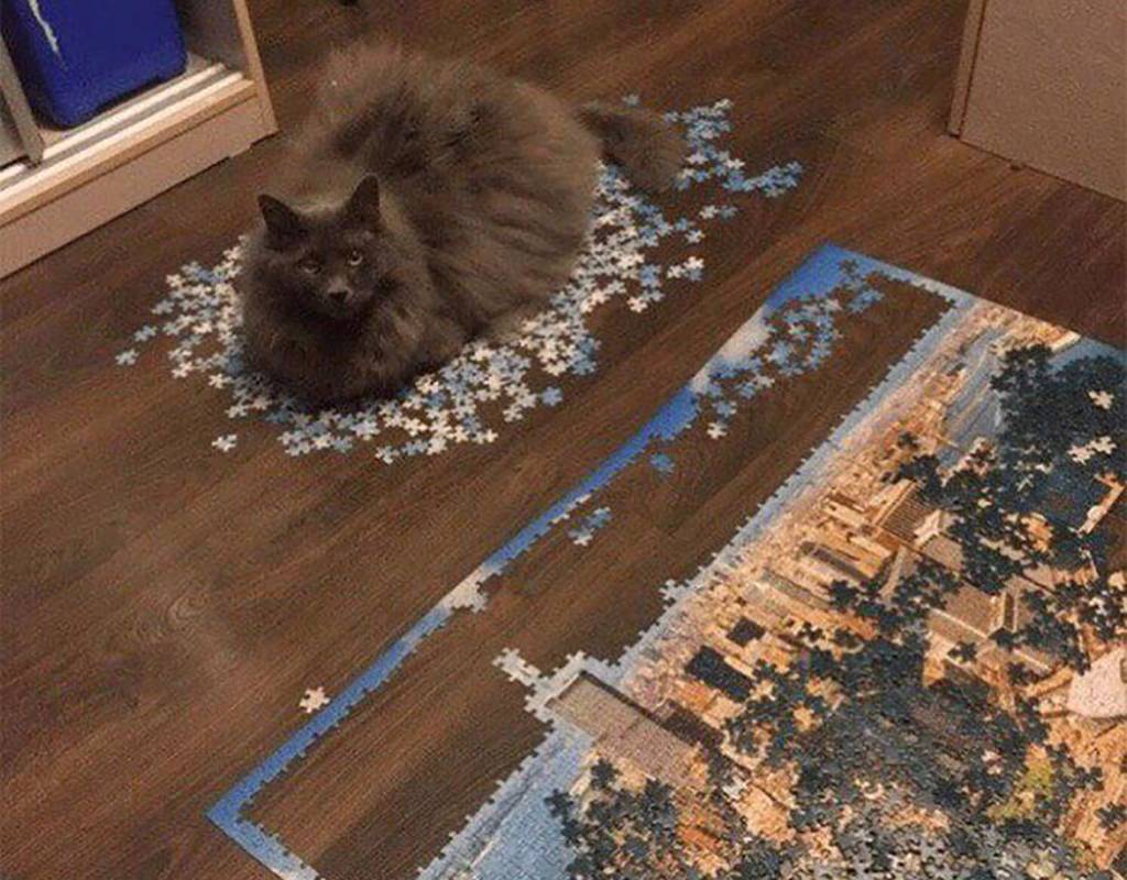 Picture of a cat