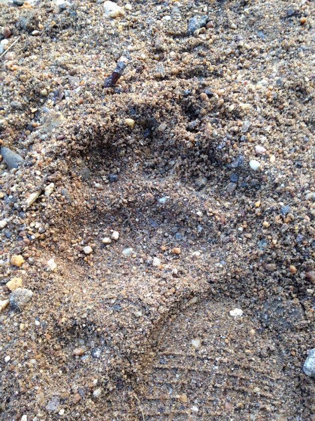 Human running shoe footprint in sand beside large bear print