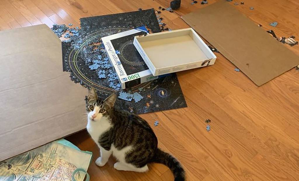 Picture of a cat