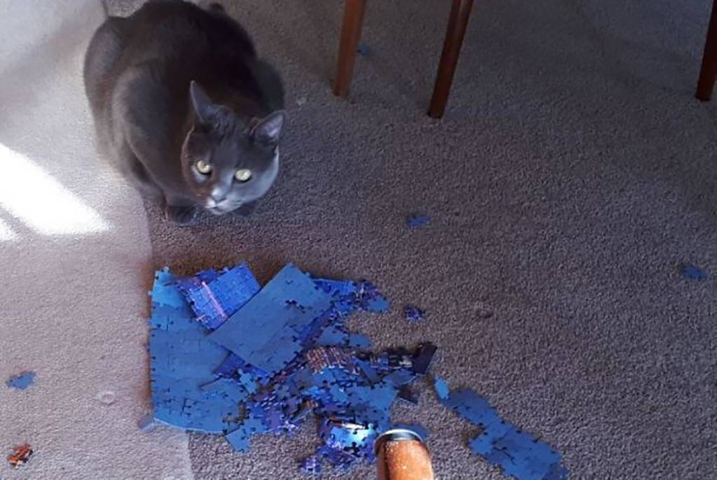 Picture of a cat