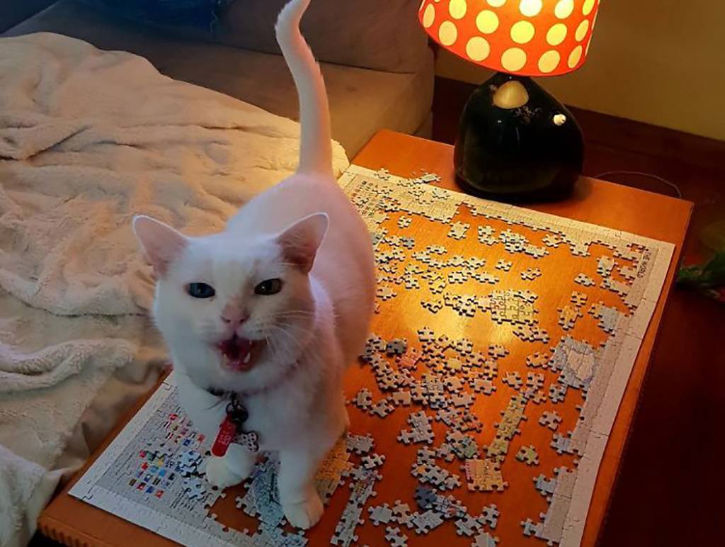 Picture of a cat