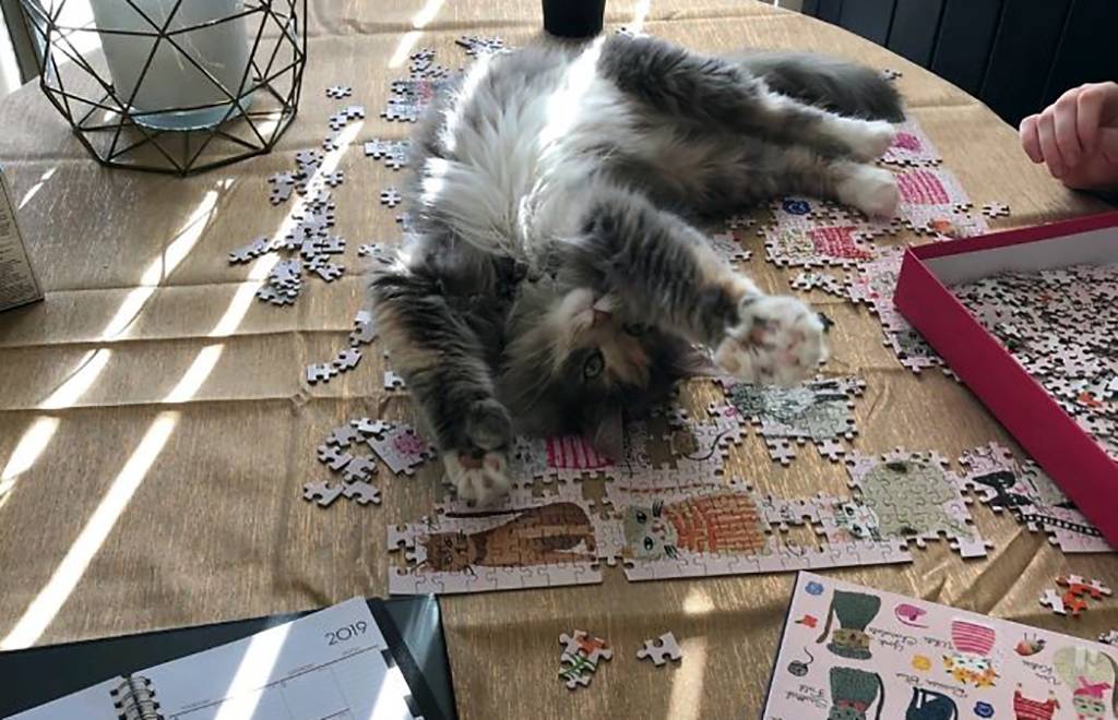 Picture of a cat